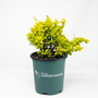A bright yellow-green leafy shrub in a dark green nursery pot with the 'Woodies GARDEN GOODS' logo, photographed on a seamless white background.