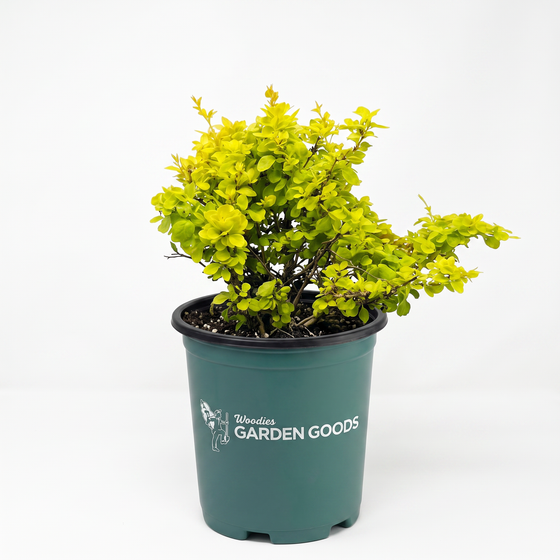 A bright yellow-green leafy shrub in a dark green nursery pot with the 'Woodies GARDEN GOODS' logo, photographed on a seamless white background.