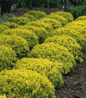 Bonanza Gold Barberry