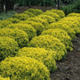 Bonanza Gold Barberry shrubs as border plantings in landscape