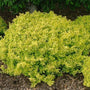 Bonanza Gold Barberry deciduous shrub with yellow green foliage