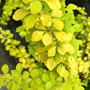 Bonanza Gold Barberry bush after the rain with yellow-green leaves