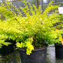 Bonanza Gold Barberry bush sold online with yellow-green leaves