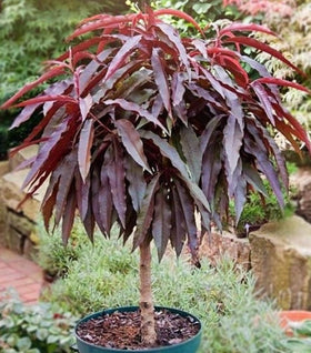 Bonfire Patio Peach Tree