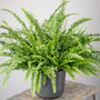 Boston Fern styled in a modern pot in a bright humid room, adding soft layered greenery and classic indoor charm