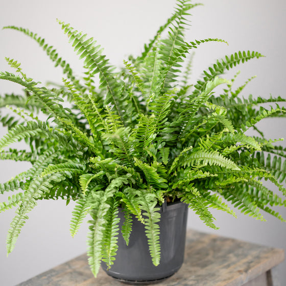 Boston Fern styled in a modern pot in a bright humid room, adding soft layered greenery and classic indoor charm