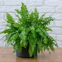 Close-up of Boston Fern fronds showing finely divided green leaflets, feathery texture, and fresh dense indoor growth