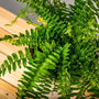 Boston Fern in white planter with overflowing delicate rich green foliage