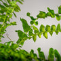 close up of boston ferns bright green leaves