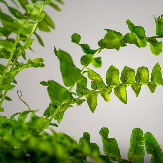 close up of boston ferns bright green leaves