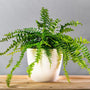 boston fern with long green foliage
