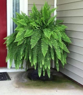 Boston Fern