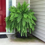 Boston Fern in porch planter in front of grey siding