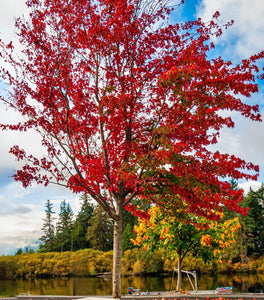 Brandywine Red Maple