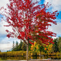 vibrant red brandywine maple tree in fall