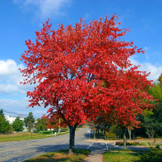 scarlet red fall color maple tree planted along a roadway