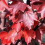brandywinw red maple leaves in the fall color