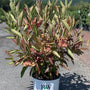 Brandywine Witherod Viburnum in a 3-Gallon Pot