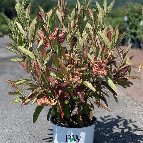 Brandywine Witherod Viburnum in a 3-Gallon Pot
