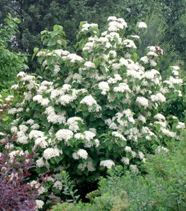 Brandywine™ Viburnum