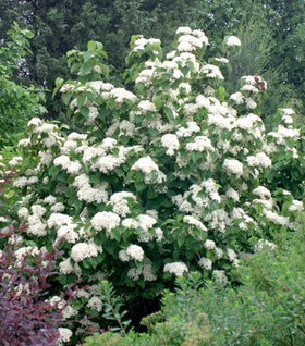 Brandywine™ Viburnum