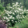 Brandywine Viburnum with glossy green foliage and clusters of pink and blue berries in a native garden