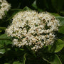 Brandywine Viburnum shrub showing white spring flowers before colorful fruit forms