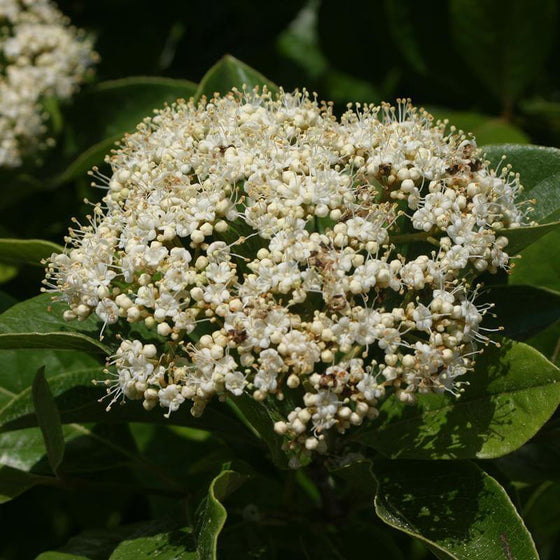 Brandywine Viburnum shrub showing white spring flowers before colorful fruit forms