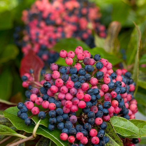Brandywine™ Viburnum nudum with vivid pink and blue berries in fall