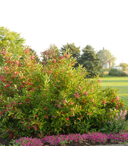Brandywine™ Viburnum