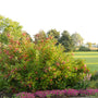 A green shrub with reddish-pink leaves and small pink flowers, planted in a landscaped garden bed with low pink ground cover and trees in the background.