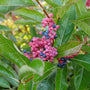 A close-up of a cluster of berries on a leafy green shrub, with many berries showing pink coloration and others transitioning to blue.
