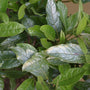 Close-up of glossy green leaves with visible veins and natural variation in tone.