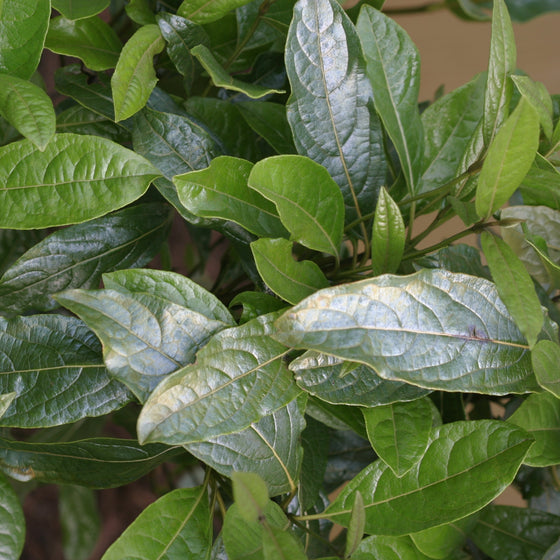 Close-up of glossy green leaves with visible veins and natural variation in tone.