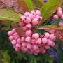 Close-up of clusters of small pink berries on a leafy plant with green and reddish-brown leaves.