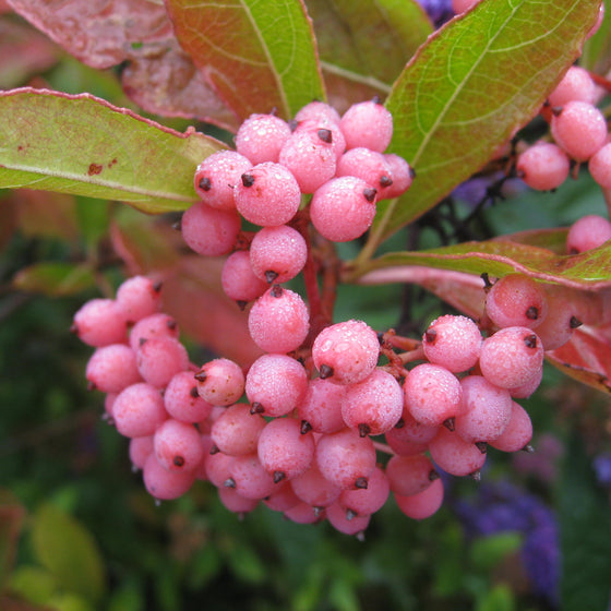 Close-up of clusters of small pink berries on a leafy plant with green and reddish-brown leaves.