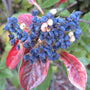 A close-up of a plant cluster with dark blue to black berries, some pale cream berries, and red leaves against a blurred green and brown natural background.