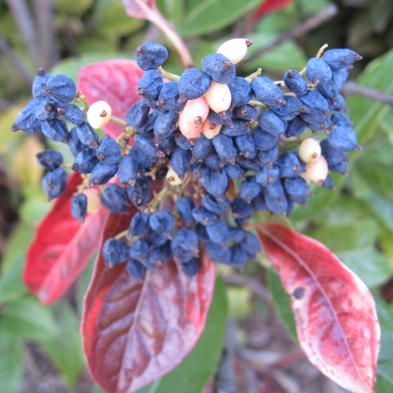 A close-up of a plant cluster with dark blue to black berries, some pale cream berries, and red leaves against a blurred green and brown natural background.