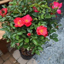 brick house pink rose tree
