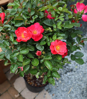 Brick House® Pink Rose – Tree Form