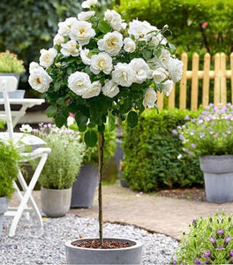 Bridal Sunblaze® Miniature Rose – Tree Form