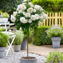 stunning white rose tree