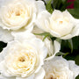 close up of bridal rose