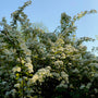 bridal wreath spirea shrub in early morning light