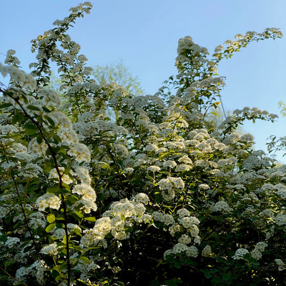 bridal wreath spirea shrub in early morning light