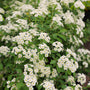 mass of white blooms on bridal wreath spirea