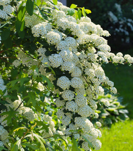 Bridal Wreath Spirea