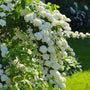 Bridal Wreath Spirea in a front border, arching branches forming a fountain shape with spring bloom display beside a walkway.