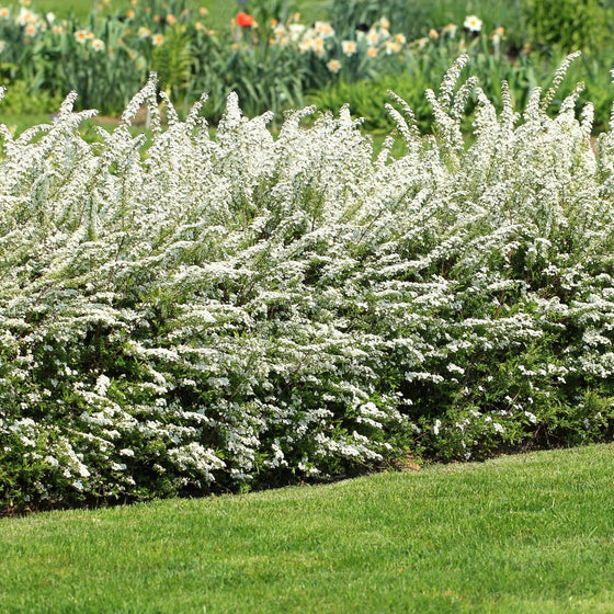 white flowering bridal wreath spirea hedge