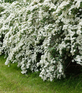 Bridal Wreath Spirea